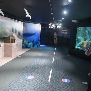 Little Penguin Underwater Viewing