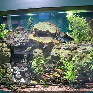 Tropical Fish Tank