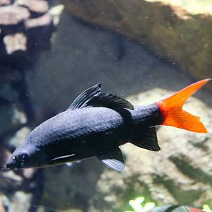 Red-tailed Black Shark (Epalzeorhynchos bicolor)
