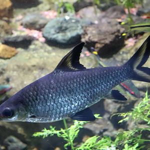 Silver Shark (Balantiocheilos melanopterus)
