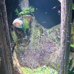 Cardinal Tetra/Discus Tank