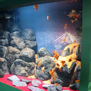 Goldfish Tank
