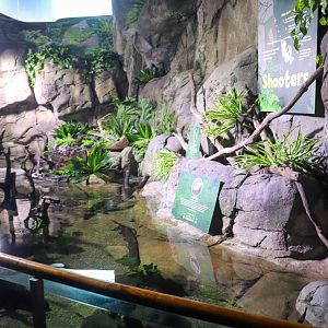 Queensland Lungfish/Archerfish Tank