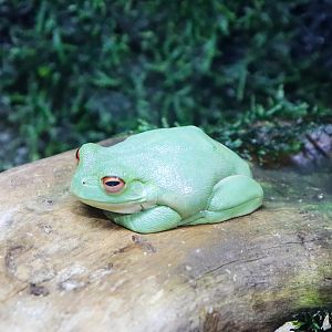 Red-eyed Tree Frog (Litoria chloris)
