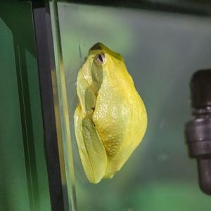 Dainty Tree Frog (Litoria gracilenta)