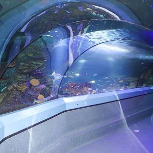 Coral Kingdom - Ocean Tunnel