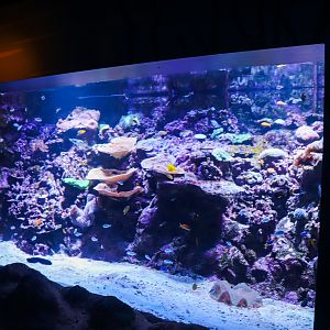 Reef Tank