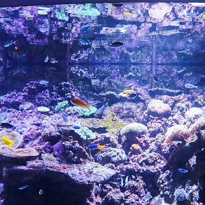 Reef Tank