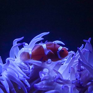 Ocellaris Clownfish (Amphiprion ocellaris)