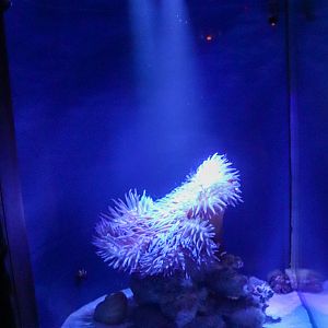 Clownfish/Sea Anemone Tank