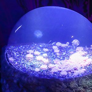 Upside Down Jellyfish Tank