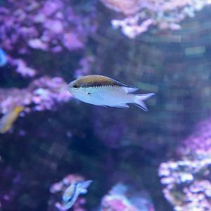 Barrier Reef Chromis (Chromis nitida)