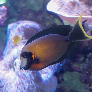 Chocolate Surgeonfish (Acanthurus pyroferus)