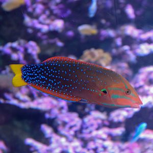 Yellowtail Coris (Coris gaimard)