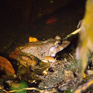 Limnonectes blythii / Malayan River Frog