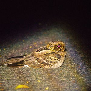 Caprimulgus macrurus / Large-tailed Nightjar