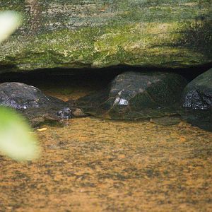Notochelys platynota / 'Malayan Flat-Shelled Turtle'