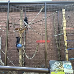 Zoo central outdoor black crested mangabey exhibit