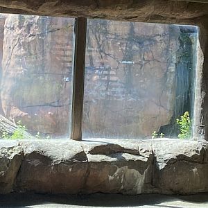 Asian caravan Amur tiger exhibit