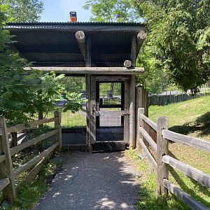 Australia & Oceania red kangaroo & Bennett’s wallaby exhibit