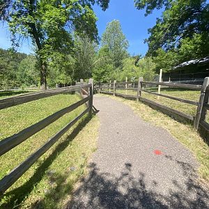 Australia & Oceania red kangaroo and Bennett’s wallaby exhibit