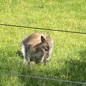 Australia & Oceania Bennett’s wallaby