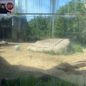 African lion exhibit
