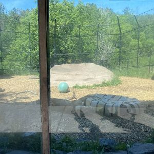African lion exhibit