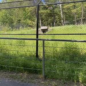 Bear country new wolf exhibit