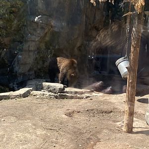 Bear country Alaskan brown bear