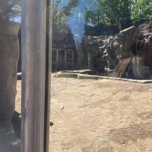 Bear country new Alaskan brown bear exhibit
