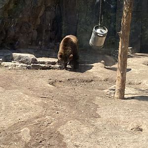 Bear country Alaskan brown bear