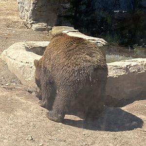 Bear country Alaskan brown bear