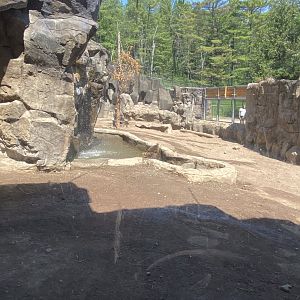 Bear country new Alaskan brown bear exhibit