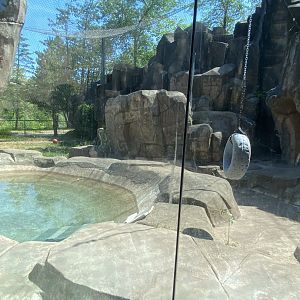 Bear country cougar exhibit
