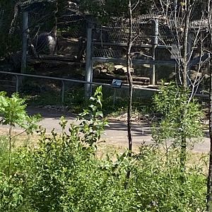 Bear country new silver fox exhibit