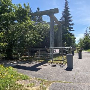 Asian caravan Eurasian lynx exhibit