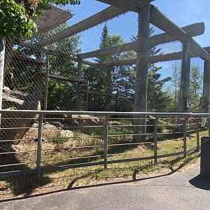 Asian caravan snow leopard exhibit