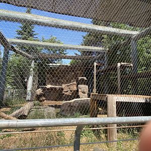 Asian caravan snow leopard exhibit
