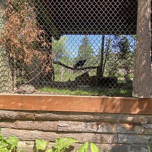 Asian caravan turkey vulture and gopher tortoise exhibit with Chinese goral and white-naped crane exhibit in the background