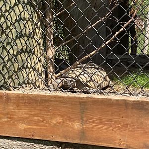 Gopher tortoise resting