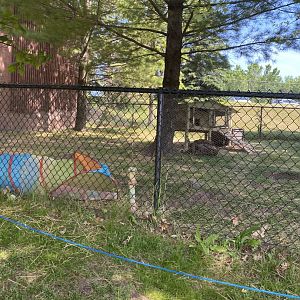 Flemish giant rabbit exhibit
