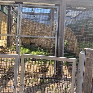 Nocturnal building Swift fox exhibit