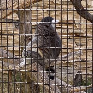 Primate conservative Center ring tailed lemur