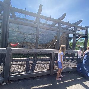 Primate conservation center ring tailed lemur outdoor exhibit