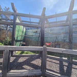 Primate conservation center ring tailed lemur outdoor exhibit