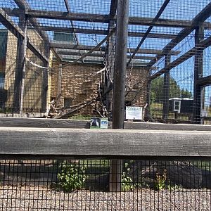Primate conservation center colobus monkey and cape porcupine exhibit