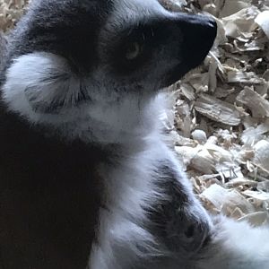 Primate conservation center ring tailed lemur