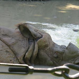 Indian rhinoceros wallowing in water