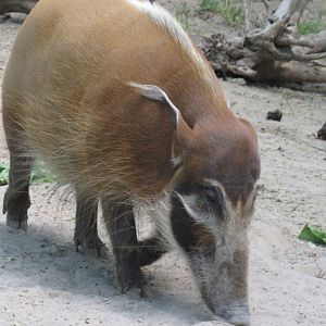 Red river hog